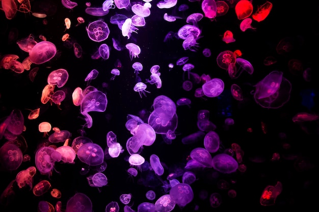 Морские медузы или медузы в здании Института Морского аквариума и Музея науки для тайских путешественников, путешествующих, изучающих морскую жизнь водных животных в Чонбури, Таиланд