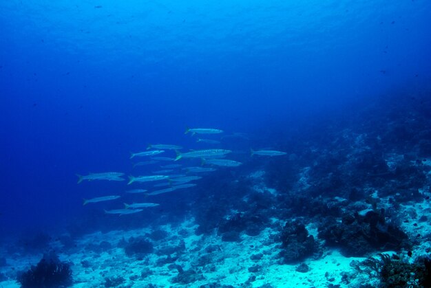 Sea life of Komodo National Park, Indonesia.