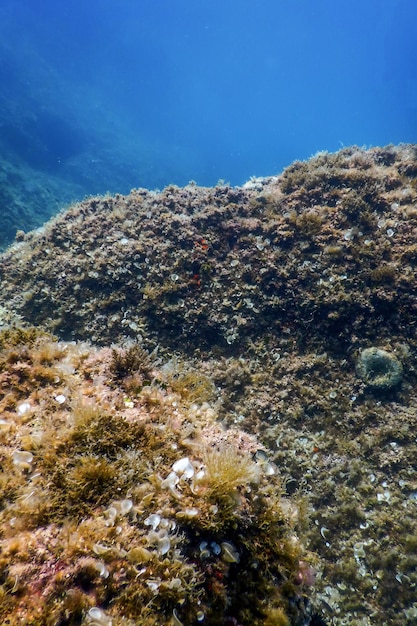 Sea life underwater rocks sunlight, underwater life,
wildlife