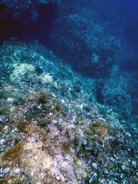 Sea life underwater rocks sunlight, underwater life,\
wildlife