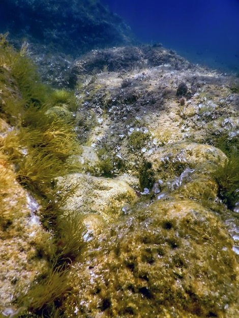 Sea life underwater rocks sunlight, underwater life, wildlife
