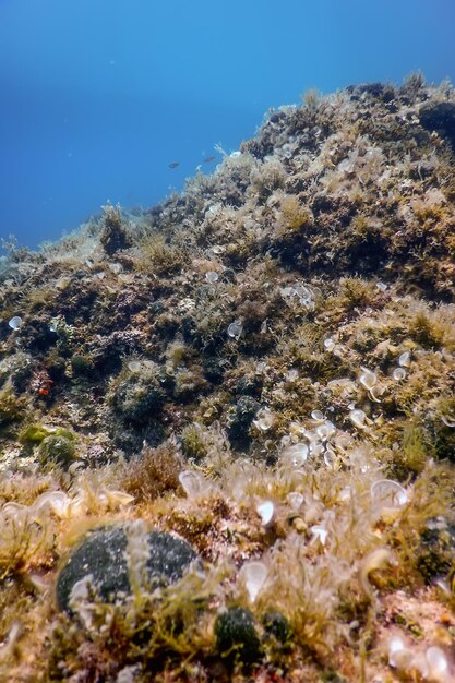 Sea life underwater rocks sunlight, underwater life,\
wildlife