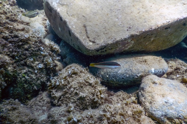 シーライフ水中は日光、水中生物を揺るがします。