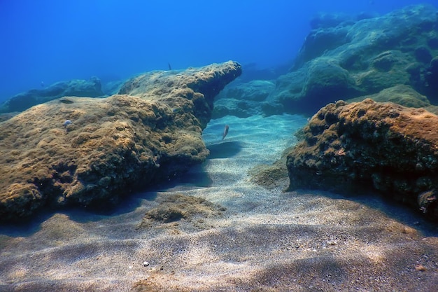 シーライフ水中は日光、水中生物を揺るがします。