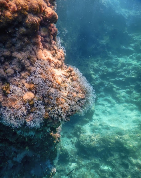 Sea Life Underwater Rocks Sunlight, Underwater Life