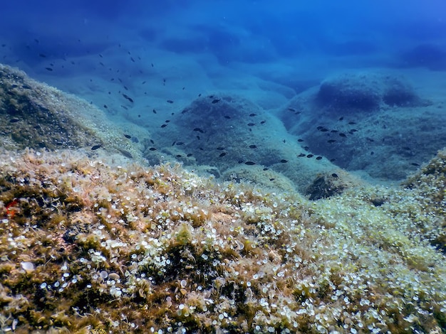 海の生き物 水中の岩 日光 水中の生き物