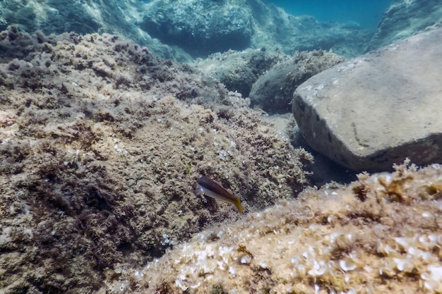 Sea Life Underwater rocks Sunlight Underwater Life