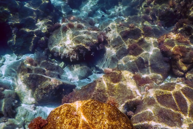 Sea Life Underwater Rocks Sunlight, Underwater Life