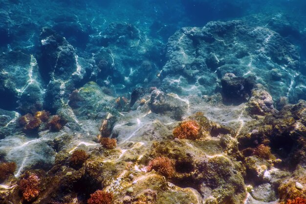 Sea Life Underwater Rocks Sunlight Underwater Life