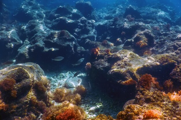 海の生き物 水中の岩 日光 水中の生き物