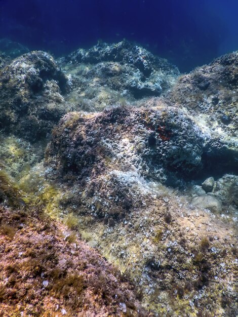 海の生き物 水中の岩 日光 水中の生き物