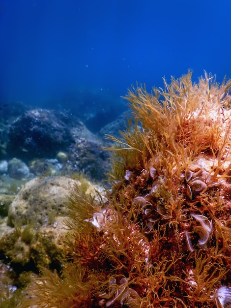 海の生き物 水中の岩 日光 水中の生き物