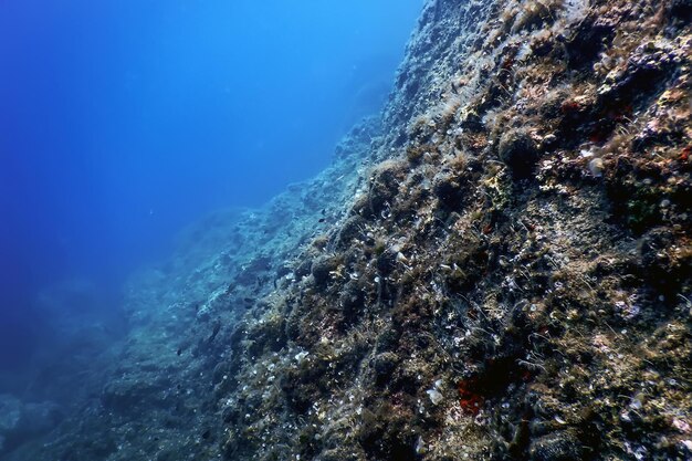 海の生き物 水中の岩 日光 水中の生き物