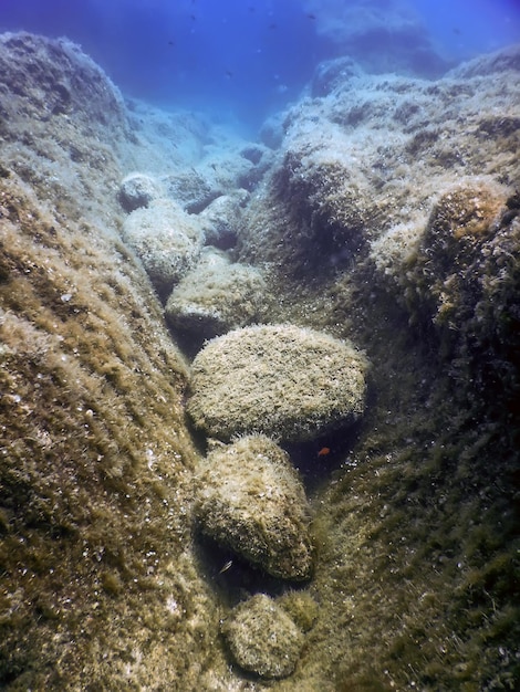 Морская Жизнь Подводные Скалы Солнечный Свет Подводная Жизнь