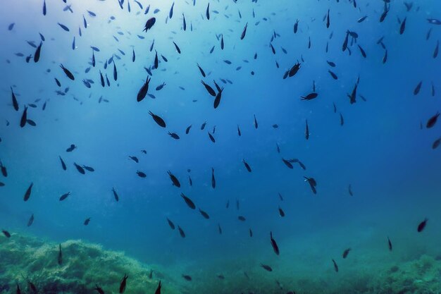 Sea Life Underwater Rocks Sunlight Underwater Life