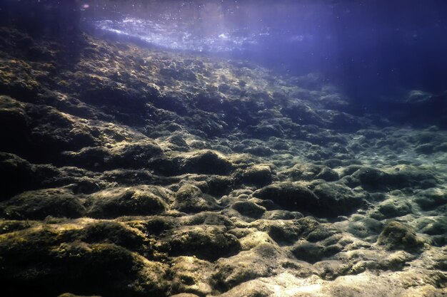 海洋生物 水中生物 野生生物