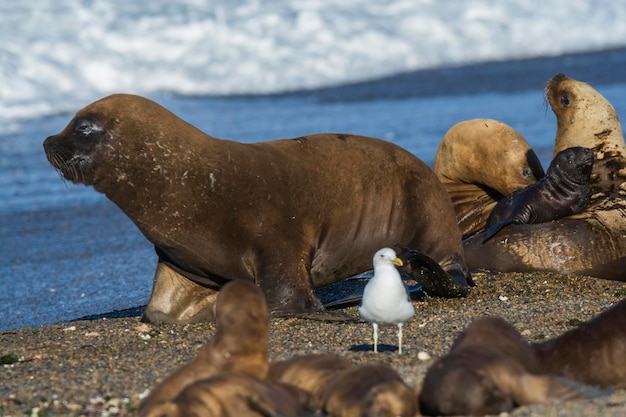 写真 繁殖コロニーのアシカの大人の雄パタゴニア アルゼンチン