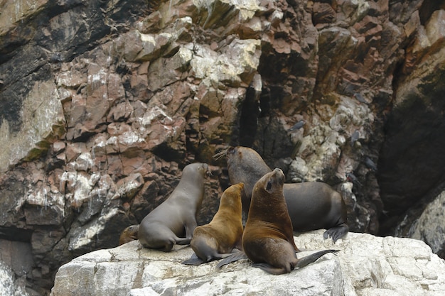 アシカ（Arctophoca australis ssp。）