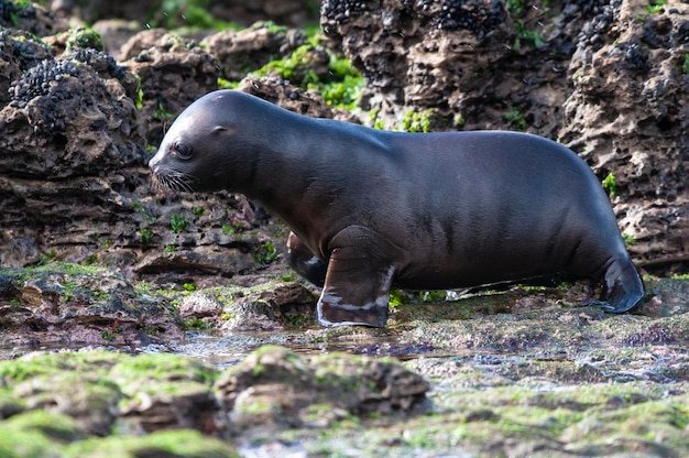 Photo sea lion baby peninsula valdes unesco world heritage sitepatagonia argentina