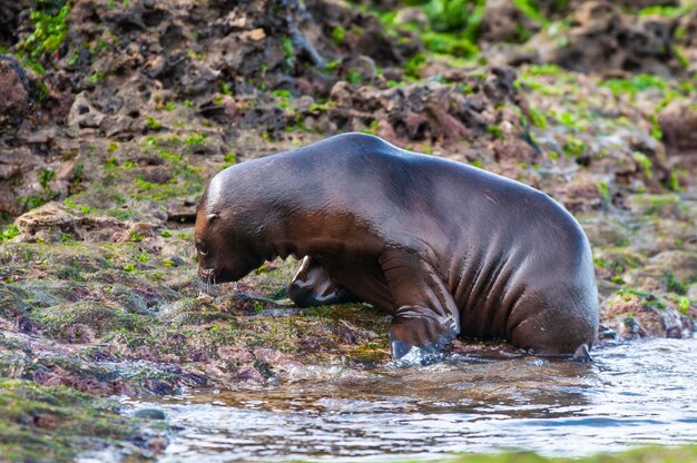 Photo sea lion baby peninsula valdes unesco world heritage sitepatagonia argentina