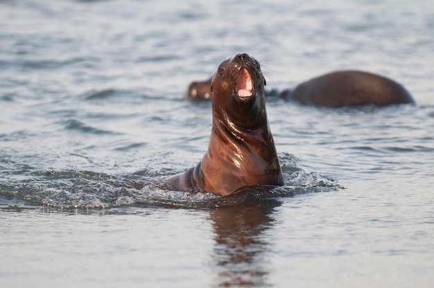 Sea Lion baby