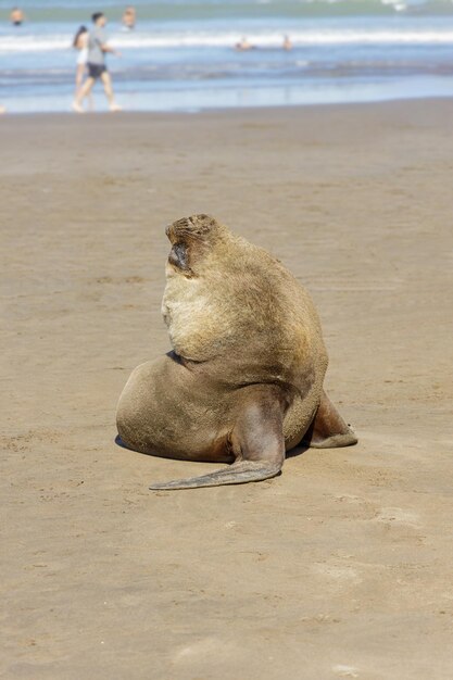 Sea lion on a beach in Mar del Plata