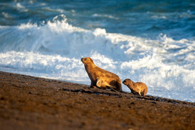 Foto leone marino sulla spiaggia in patagonia madre e bambino