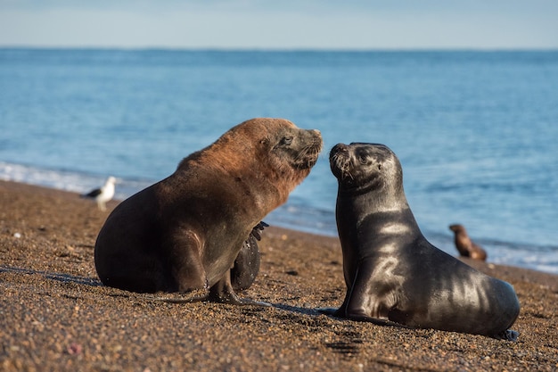 Sea lion on the beach in Patagonia while kissing