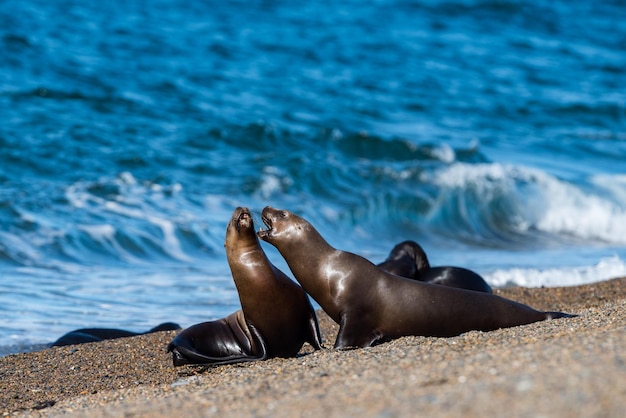 Sea lion on the beach in Patagonia