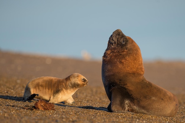 Sea lion on the beach in Patagonia