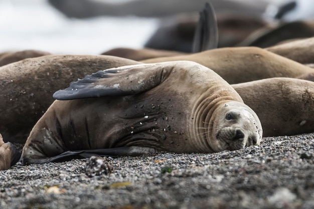 Sea lion on beach Peninsula Valdes Chubut Province Patagonia Argentina