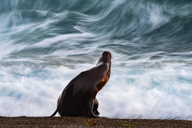 Photo sea lion on the beach