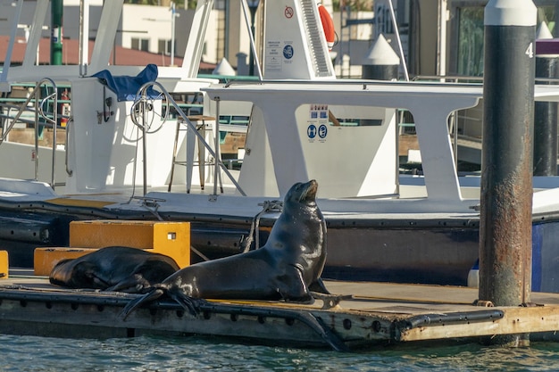 Sea lion in cabo san lucas harbor