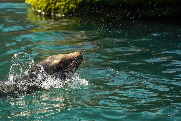 Sea Lion in Central Park Zoo New York City