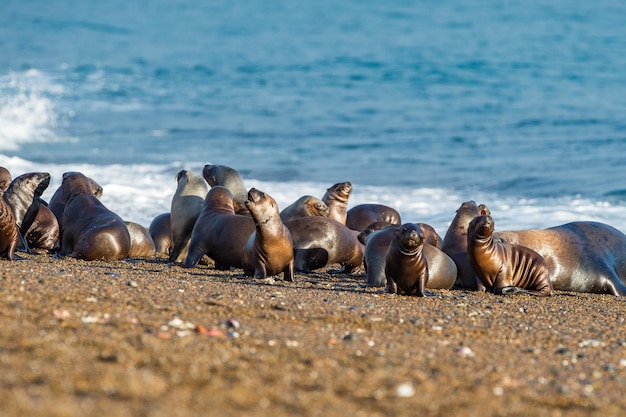 Foto famiglia di leoni marini sulla spiaggia in patagonia