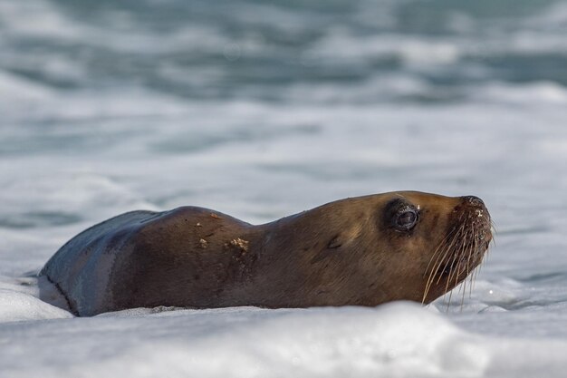 Sea lion on foam and sea wave