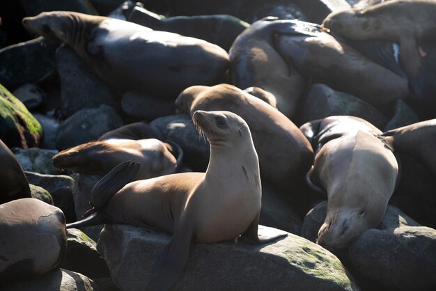 Sea lion fur seal colony resting on the stone