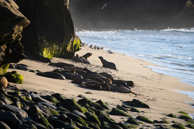 Sea lion fur seal colony resting on the stone