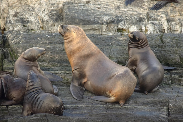 Sea lion of a hair in Ushuaia Tierra del Fuego