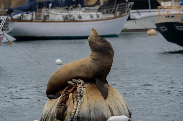 Foto un leone marino in un porto