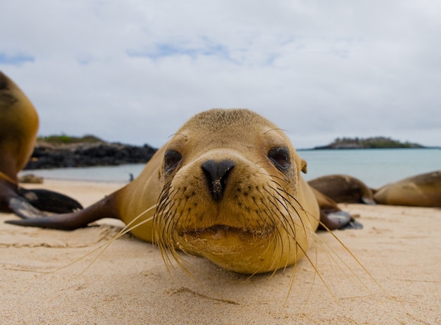 Sea lion is lying on the sand
