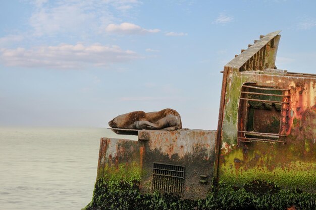 Sea lion lounging on the deck of a shipwreck