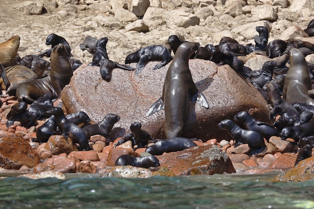 sea lion (Otaria Flavescens)