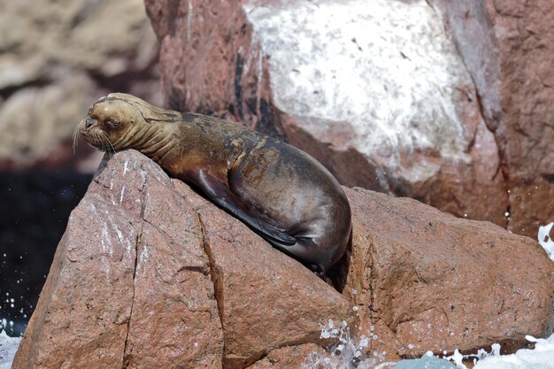 sea lion (Otaria Flavescens)