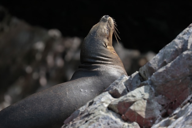 sea lion (Otaria Flavescens)