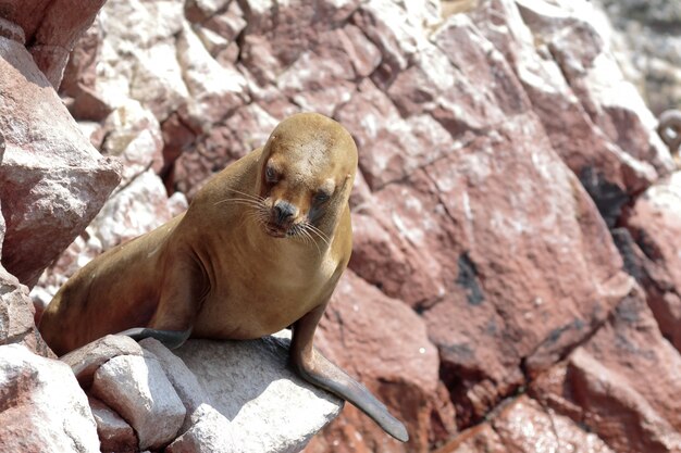 강치 (Otaria Flavescens)