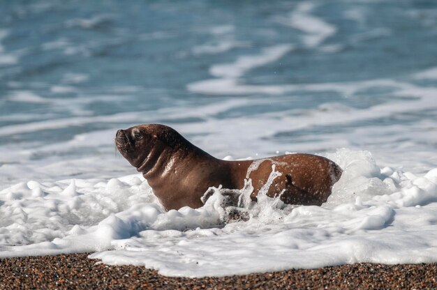 Sea Lion Patagonia Argentina