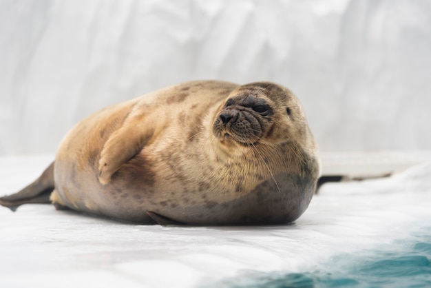 Foto leone marino che posa sul ghiaccio.