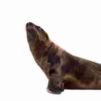 Photo sea-lion pup (3 months) on white