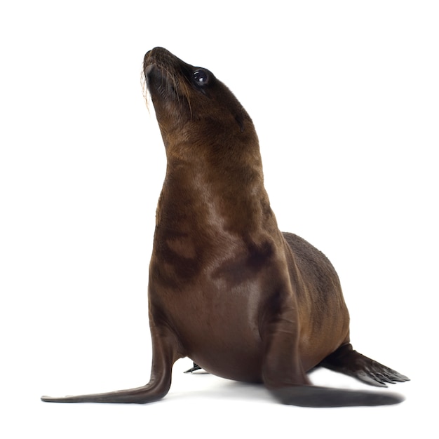 Photo sea-lion pup (3 months) on white